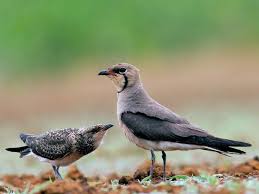 Image result for Glareola maldivarum