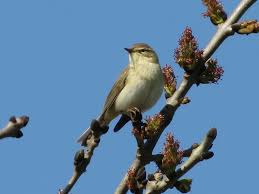 Attēlu rezultāti vaicājumam “Phylloscopus trochilus nest”