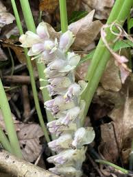 Attēlu rezultāti vaicājumam “Lathraea squamaria”