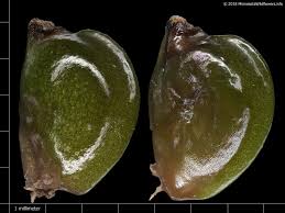 Attēlu rezultāti vaicājumam “Potamogeton praelongus”