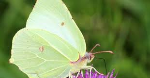 Attēlu rezultāti vaicājumam “Gonepteryx rhamni female”