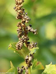 Attēlu rezultāti vaicājumam “Chenopodium bonus-henricus”