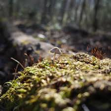 Attēlu rezultāti vaicājumam “Leptobryum pyriforme sporophyte”