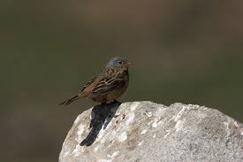 Image result for Emberiza caesia