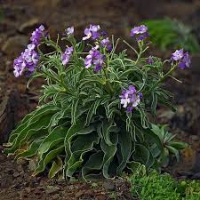 Image result for Levkoje