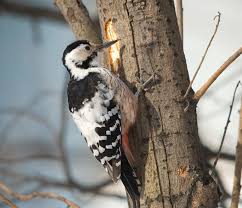 Attēlu rezultāti vaicājumam “Dendrocopos leucotos female”