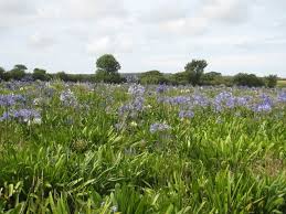 Image result for Ludgvan Cc