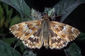 Attēlu rezultāti vaicājumam “Carcharodus floccifera upperside”