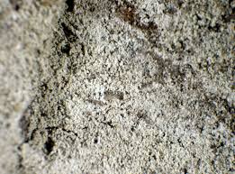 Attēlu rezultāti vaicājumam “Lepraria incana”