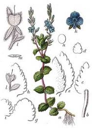 Attēlu rezultāti vaicājumam “Veronica chamaedrys flower”