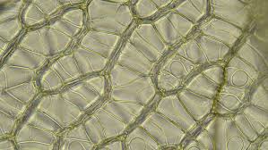 Attēlu rezultāti vaicājumam “Isopaches bicrenatus”