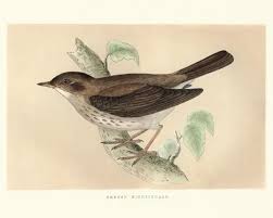 Image result for Luscinia luscinia