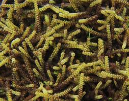 Attēlu rezultāti vaicājumam “Paludella squarrosa”