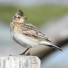 Image result for Alauda arvensis