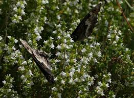 Attēlu rezultāti vaicājumam “Hipparchia alcyone underside”