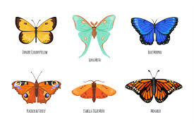 Attēlu rezultāti vaicājumam “Lepidoptera”