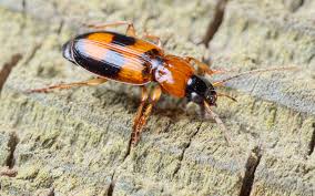 Attēlu rezultāti vaicājumam “Badister bullatus”