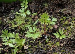 Attēlu rezultāti vaicājumam “Selinum carvifolia”