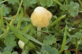 Attēlu rezultāti vaicājumam “Bolbitius vitellinus”