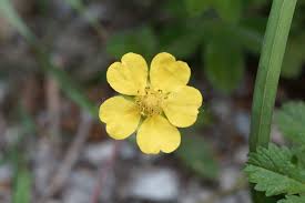 Attēlu rezultāti vaicājumam “Potentilla reptans flower”