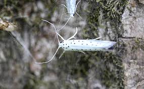 Attēlu rezultāti vaicājumam “Yponomeuta evonymella imago”
