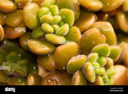 Image result for Aichryson