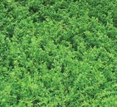 Attēlu rezultāti vaicājumam “Herniaria glabra flower”