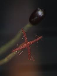 Attēlu rezultāti vaicājumam “Cephalozia connivens macro”