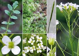 Attēlu rezultāti vaicājumam “Cardamine amara”