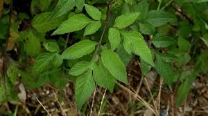 Attēlu rezultāti vaicājumam “Bidens tripartita leaf”