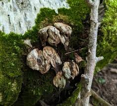 Attēlu rezultāti vaicājumam “Leptobryum pyriforme sporophyte”
