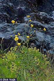 Attēlu rezultāti vaicājumam “Ranunculus auricomus leaf”