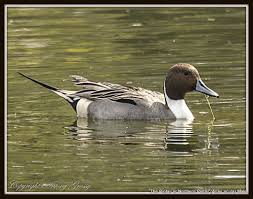 Attēlu rezultāti vaicājumam “Anas acuta male”