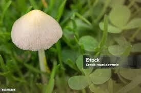 Attēlu rezultāti vaicājumam “Panaeolus papilionaceus”