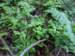 Attēlu rezultāti vaicājumam “Circaea alpina leaf”