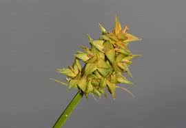 Attēlu rezultāti vaicājumam “Carex appropinquata leaf”