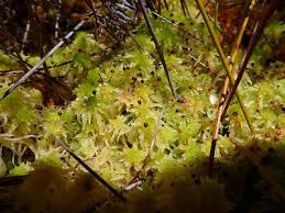 Attēlu rezultāti vaicājumam “Pohlia sphagnicola”