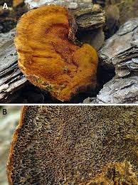 Attēlu rezultāti vaicājumam “Onnia triquetra”
