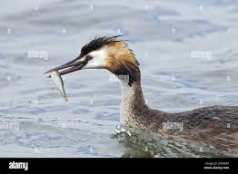 Attēlu rezultāti vaicājumam “Podiceps cristatus adult”