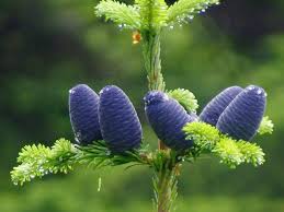 Attēlu rezultāti vaicājumam “Abies mariesii”