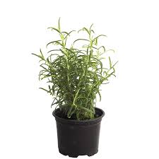 Image result for Rosmarin