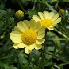 Image result for Chrysanthemum leucanthemum
