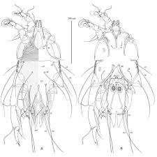 Attēlu rezultāti vaicājumam “Diaperis boleti imago”