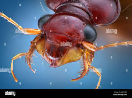 Attēlu rezultāti vaicājumam “Leistus terminatus”