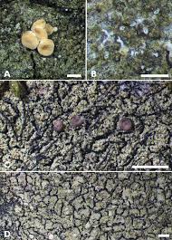 Attēlu rezultāti vaicājumam “Bilimbia tetramera”