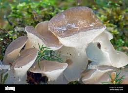 Attēlu rezultāti vaicājumam “Pseudohydnum gelatinosum”