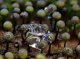 Attēlu rezultāti vaicājumam “Lamproderma arcyrioides macro”