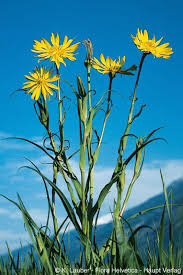 Image result for Tragopogon pratensis