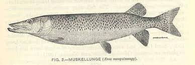 Image result for Esox masquinongy