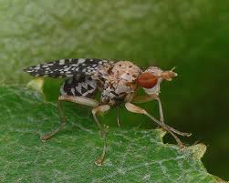 Attēlu rezultāti vaicājumam “Trypetoptera punctulata”